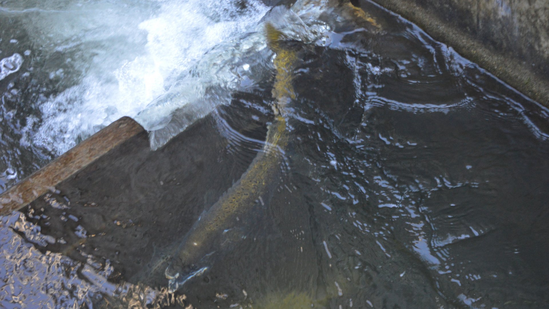 Oncorhynchus tshawytscha falling down the Salmon Ladder - Issaquah Salmon Hatchery