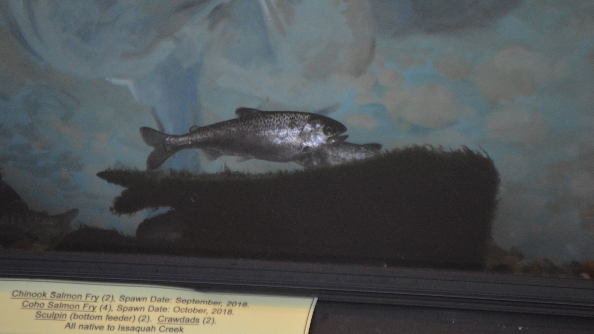 Oncorhynchus tshawytscha - Issaquah Salmon Hatchery