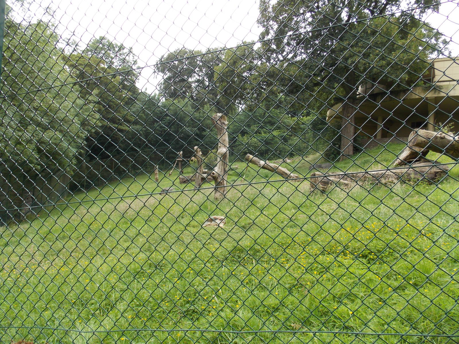 One acre lion enclosure