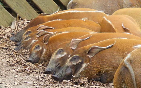 One after the other :-)