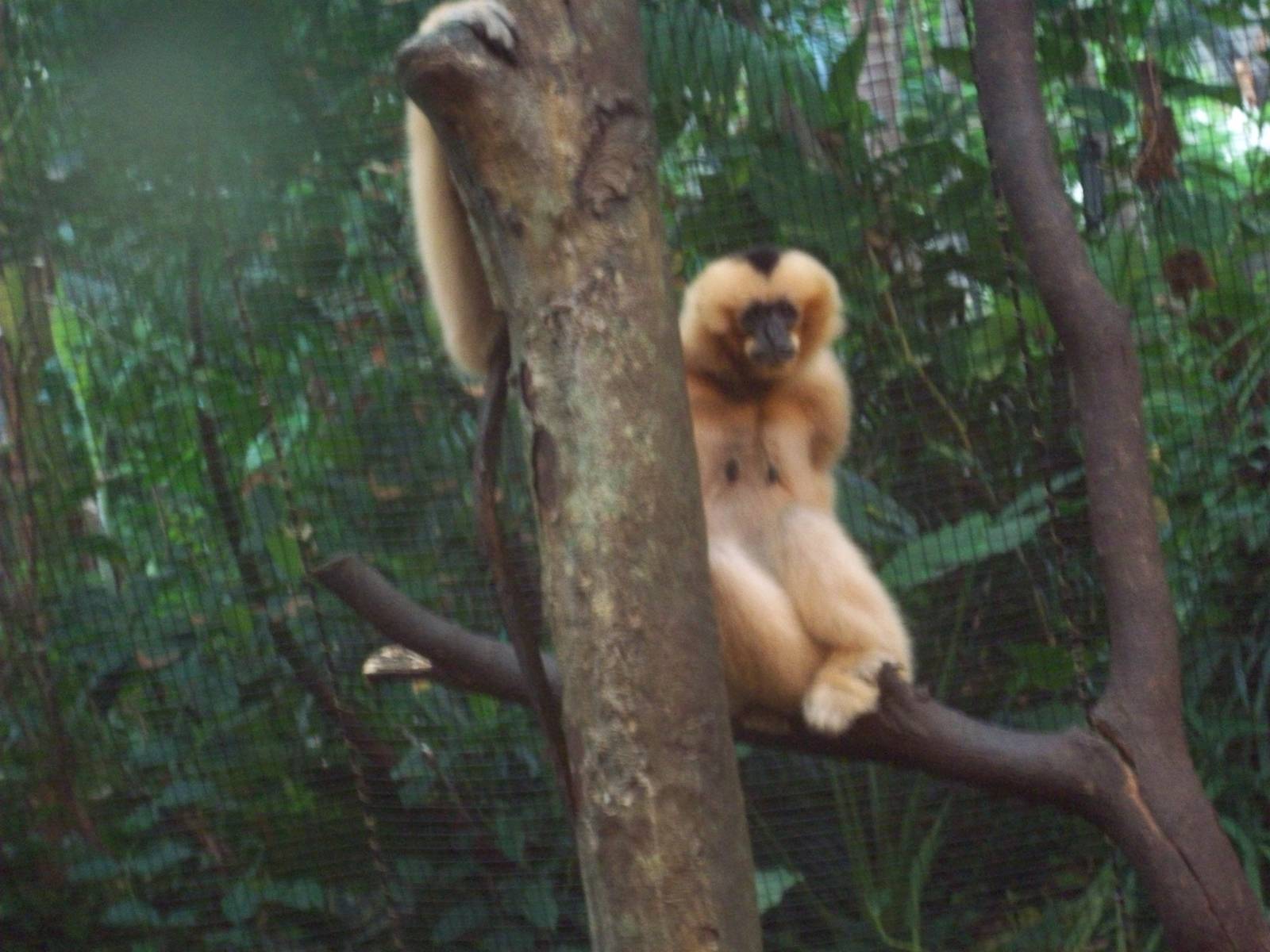 One Arm Female Gibbon
