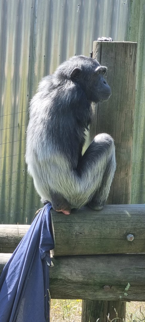 One armed chimpanzee Lulu