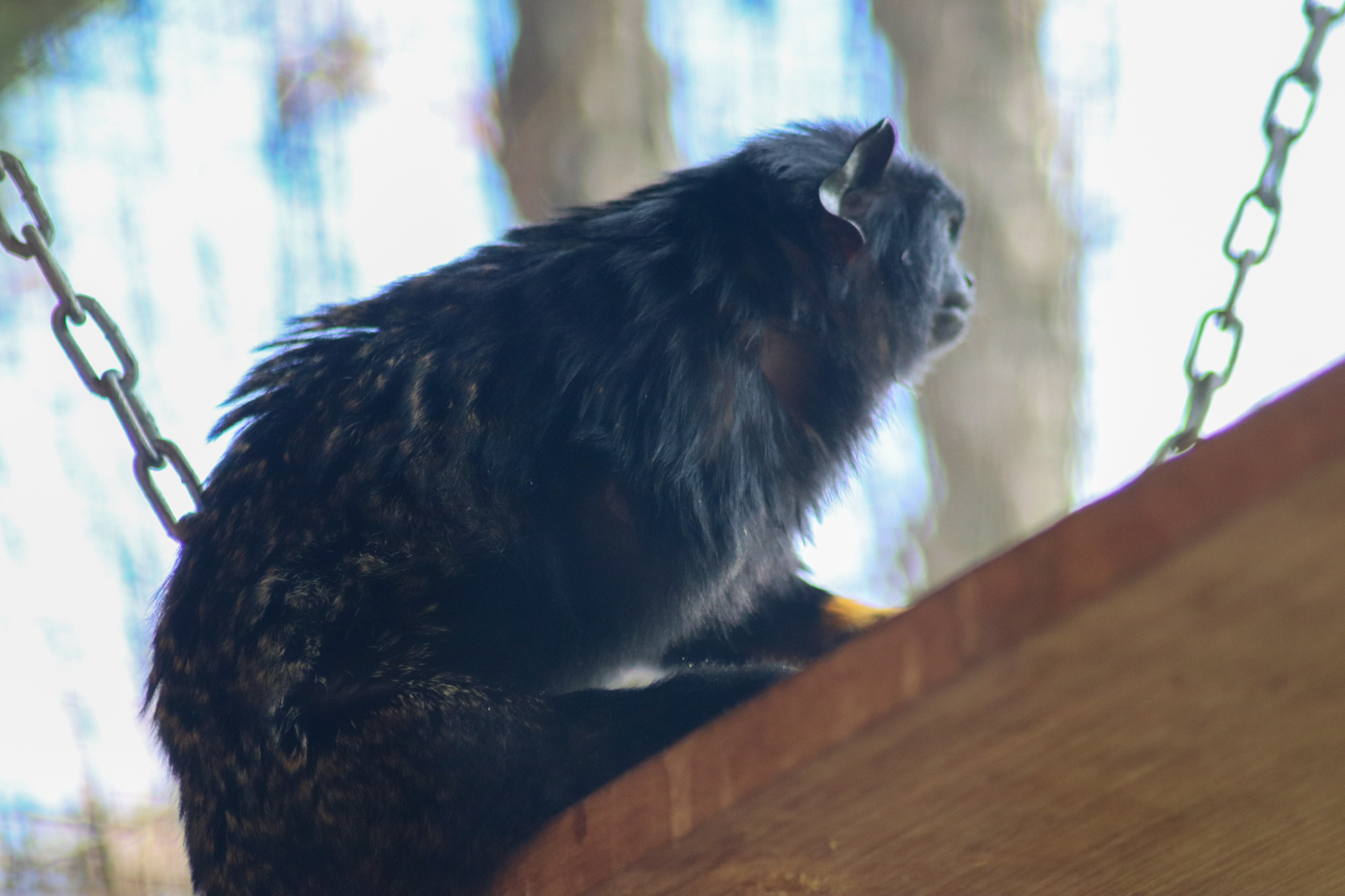One-armed Red-handed Tamarin (Saguinus midas) - February 2020