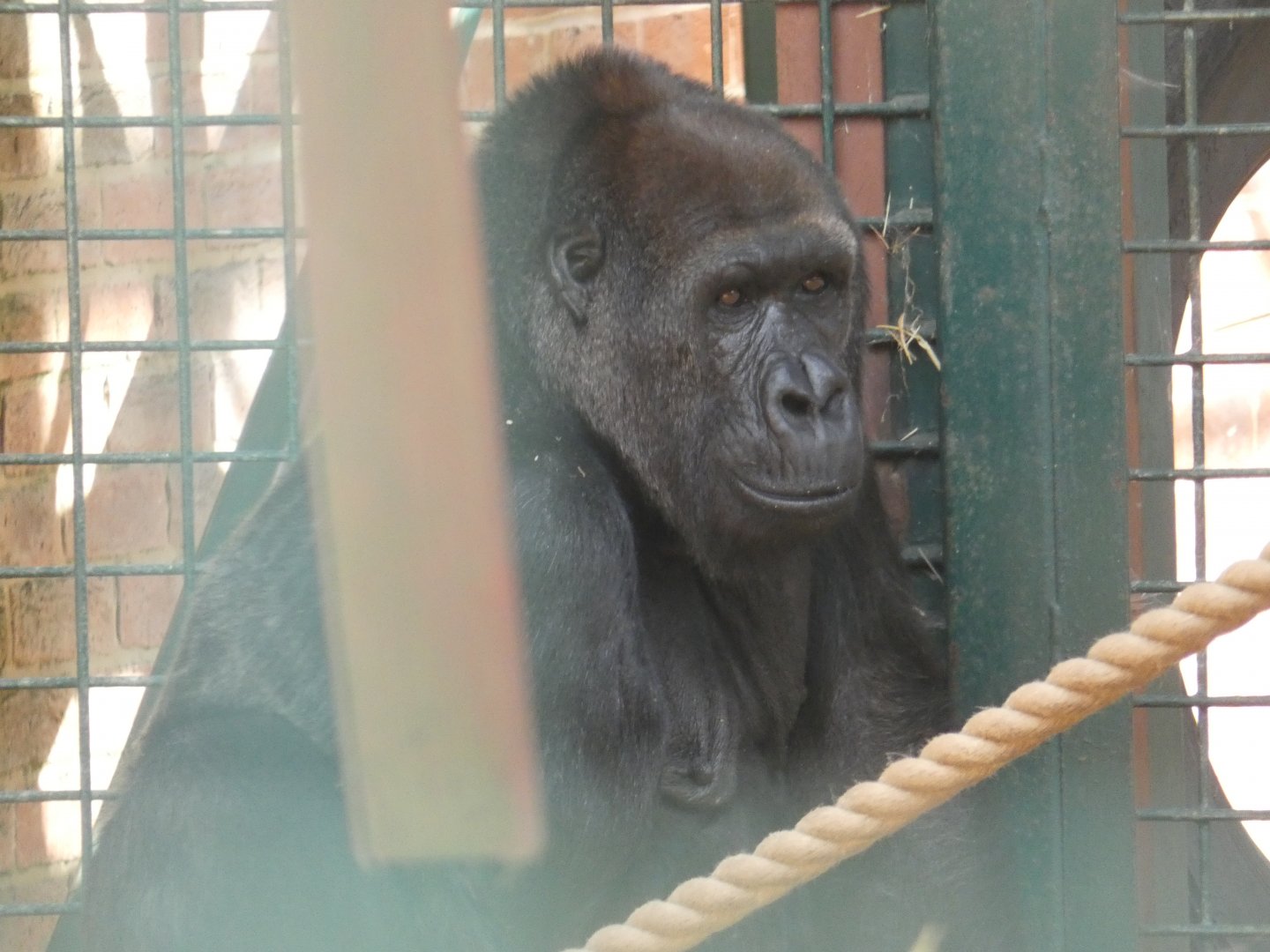 One-armed Western Lowland Gorilla