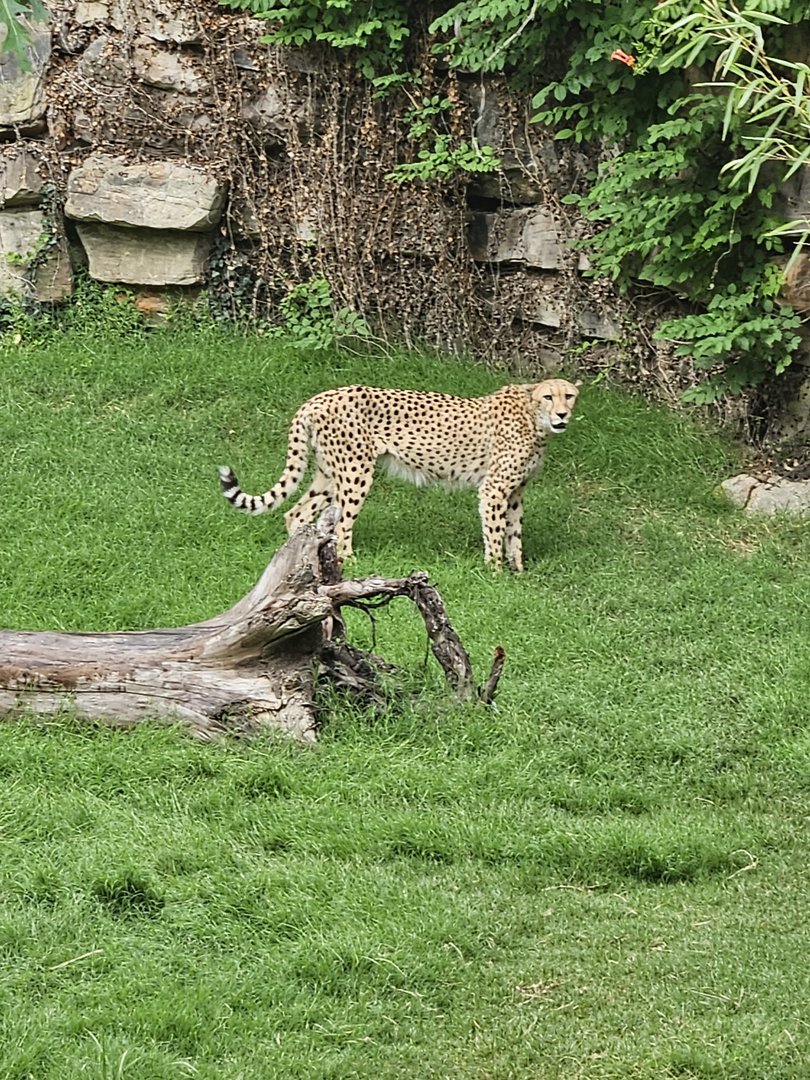 One cheetah