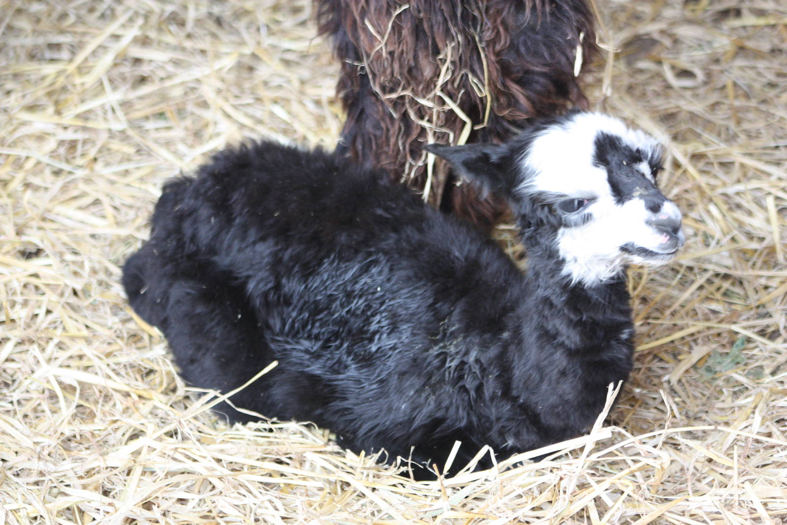 One day old, 11th October 2014