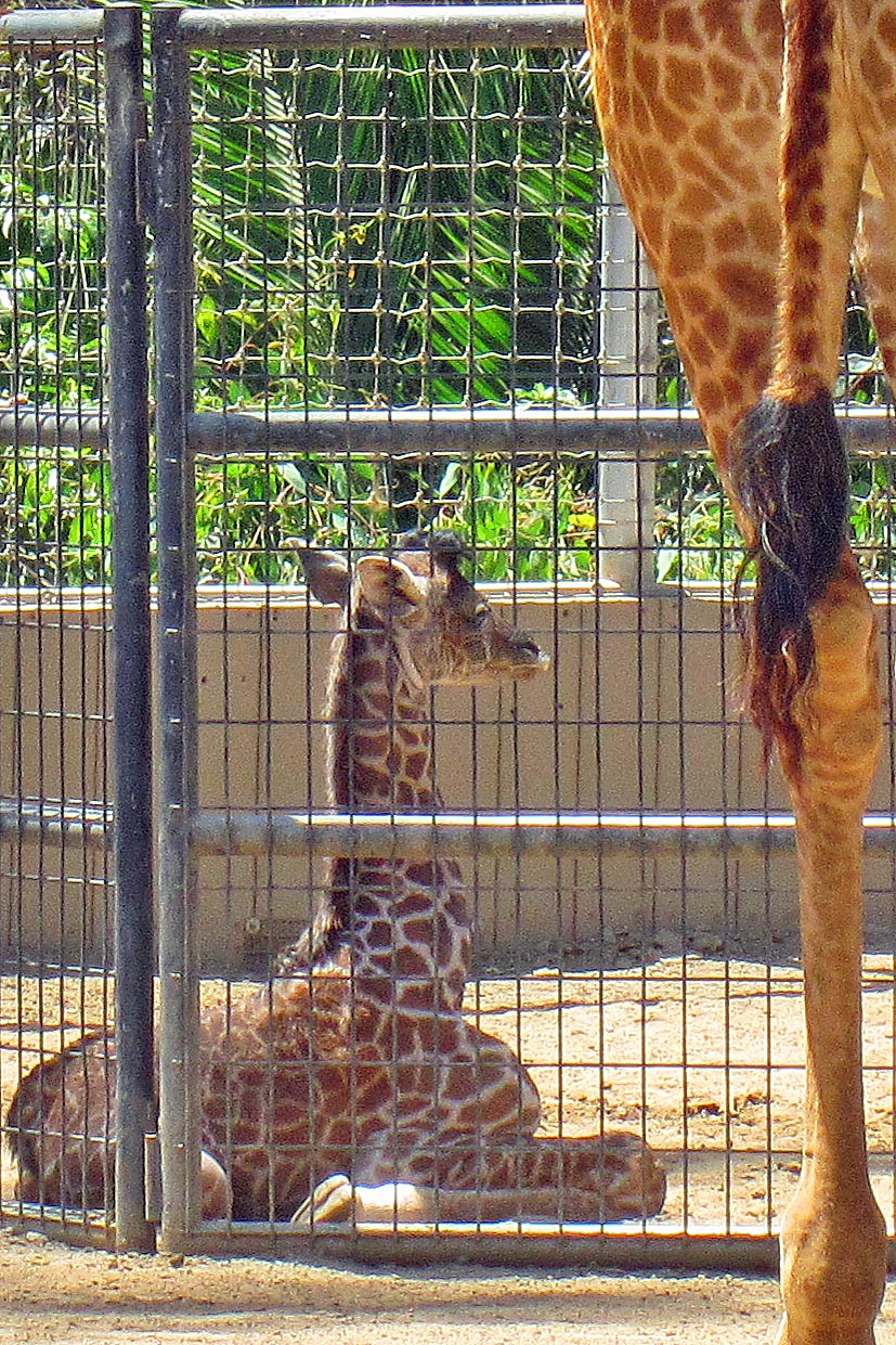 One day old baby Masai Giraffe