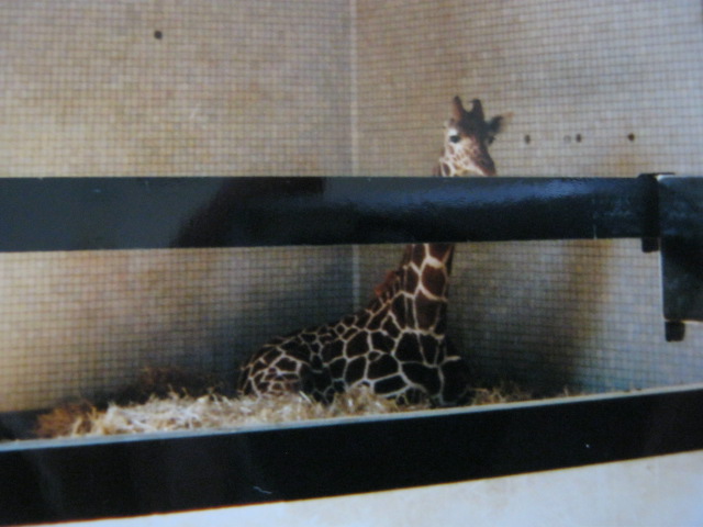 One-eared Giraffe 6th October 1999.