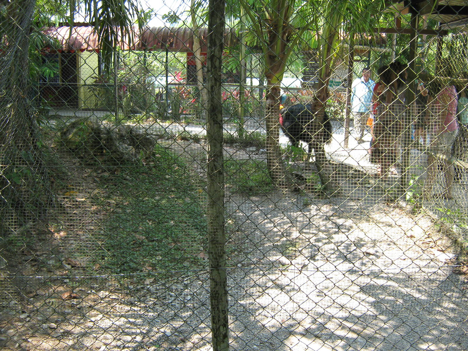 one end of the cassowary enclosure