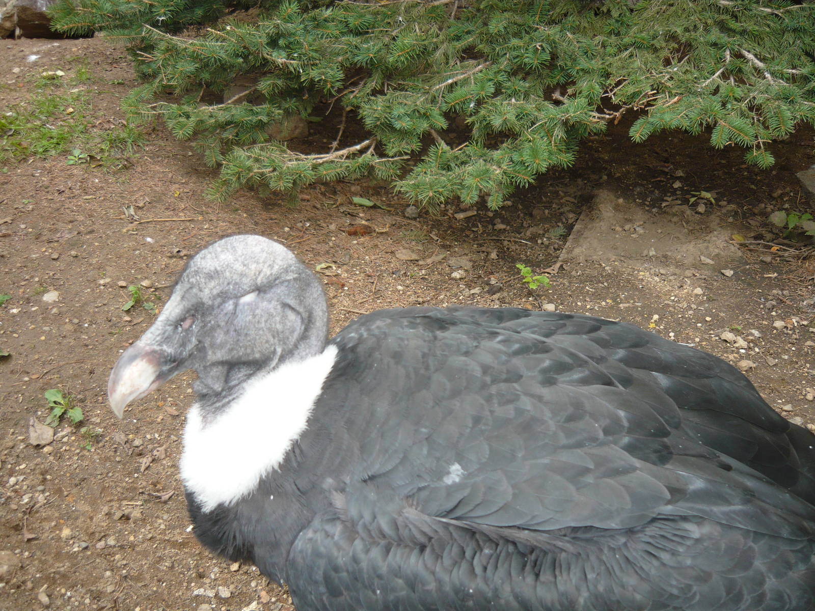 One-eyed Andean condor