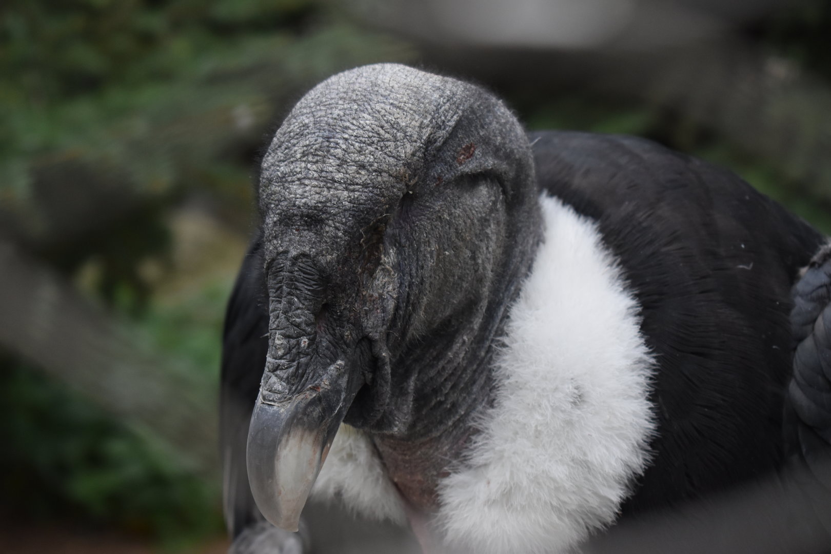 One-eyed andean condor