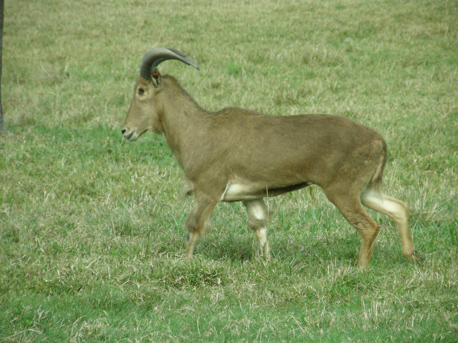 one eyed barbary sheep