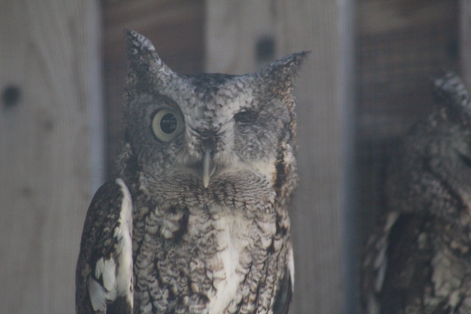 One-Eyed Eastern Screech-Owl