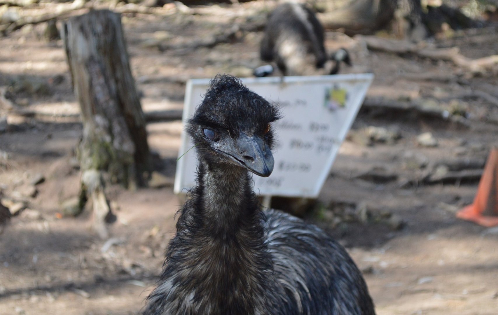 One eyed emu - Humbug Scrub