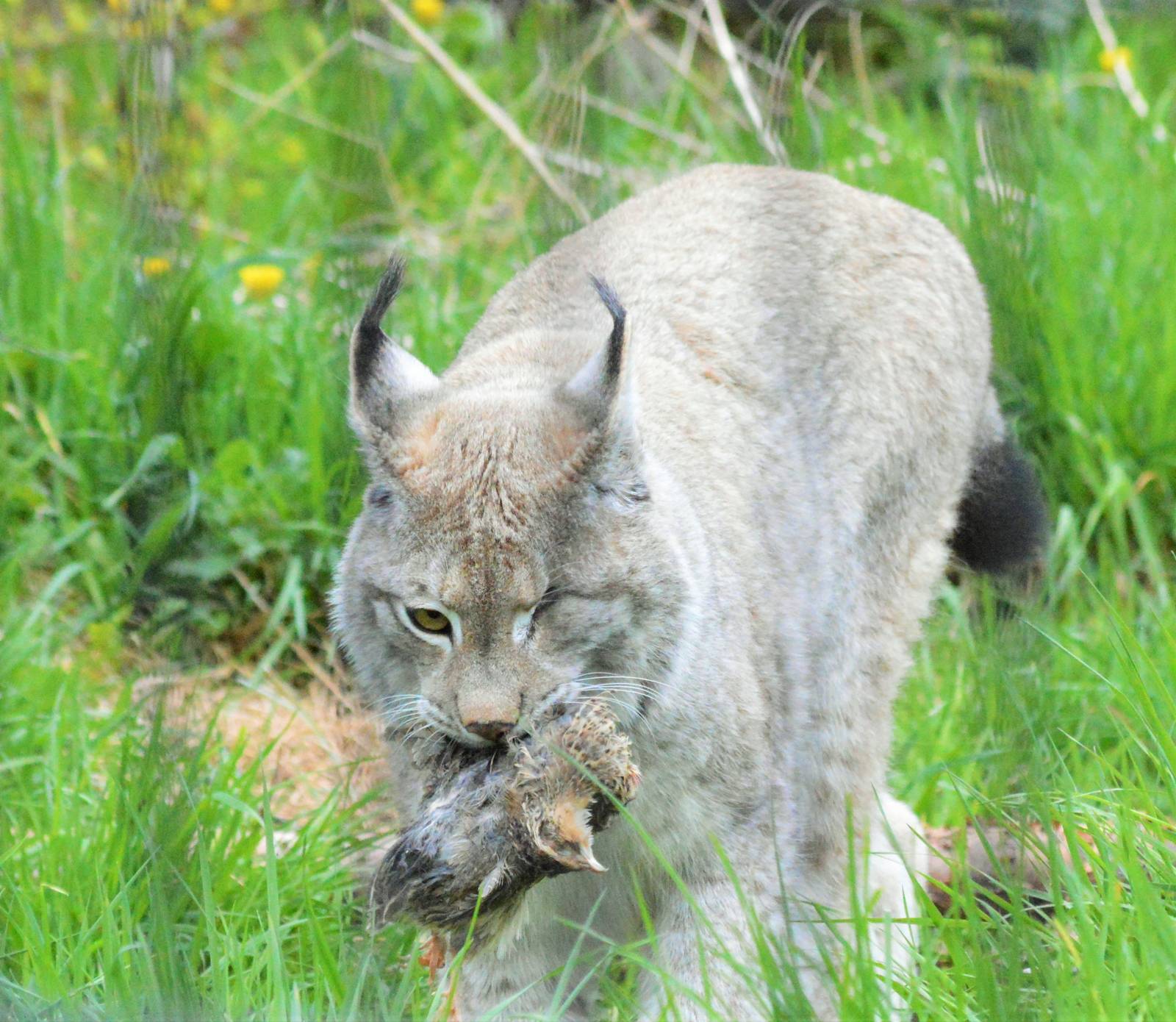 One-eyed European Lynx eating a quail