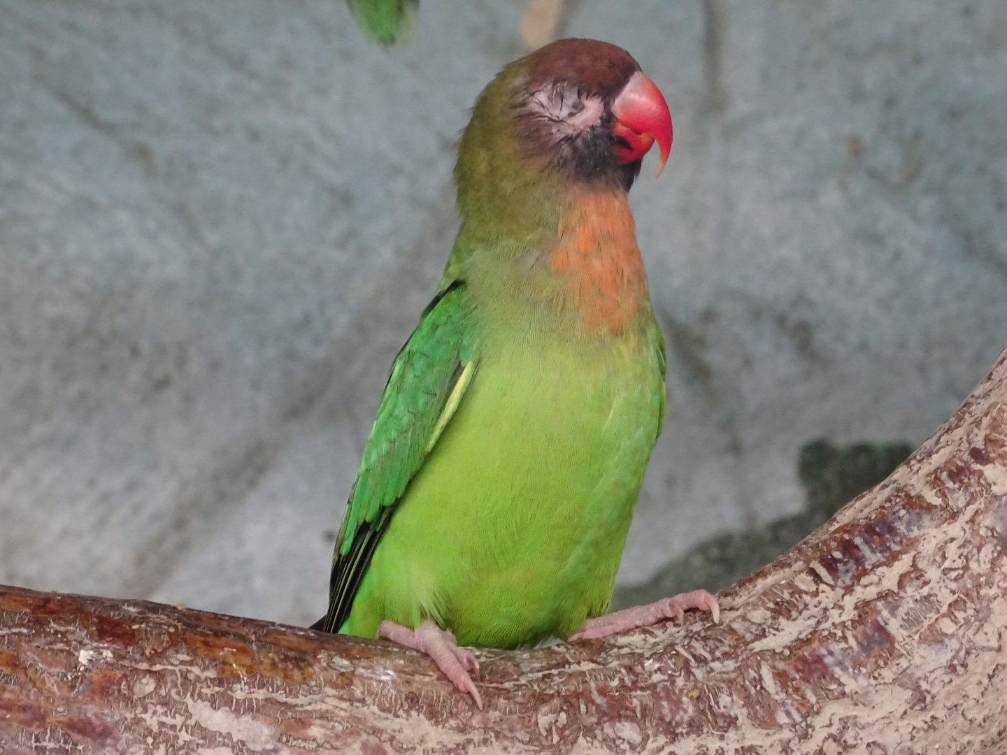 One-eyed lovebird