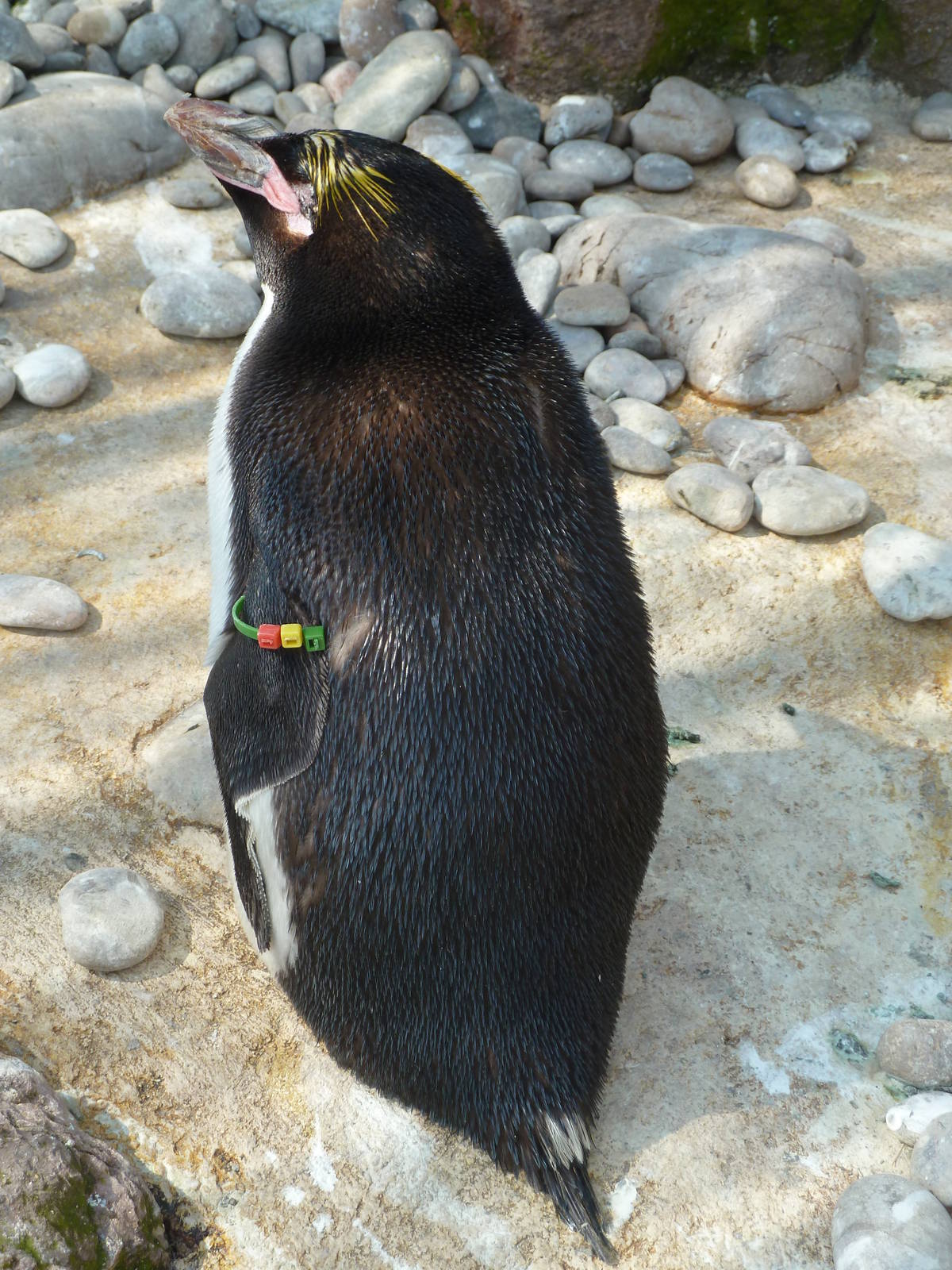 One-eyed macaroni penguin