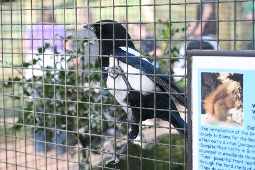 One-eyed magpie