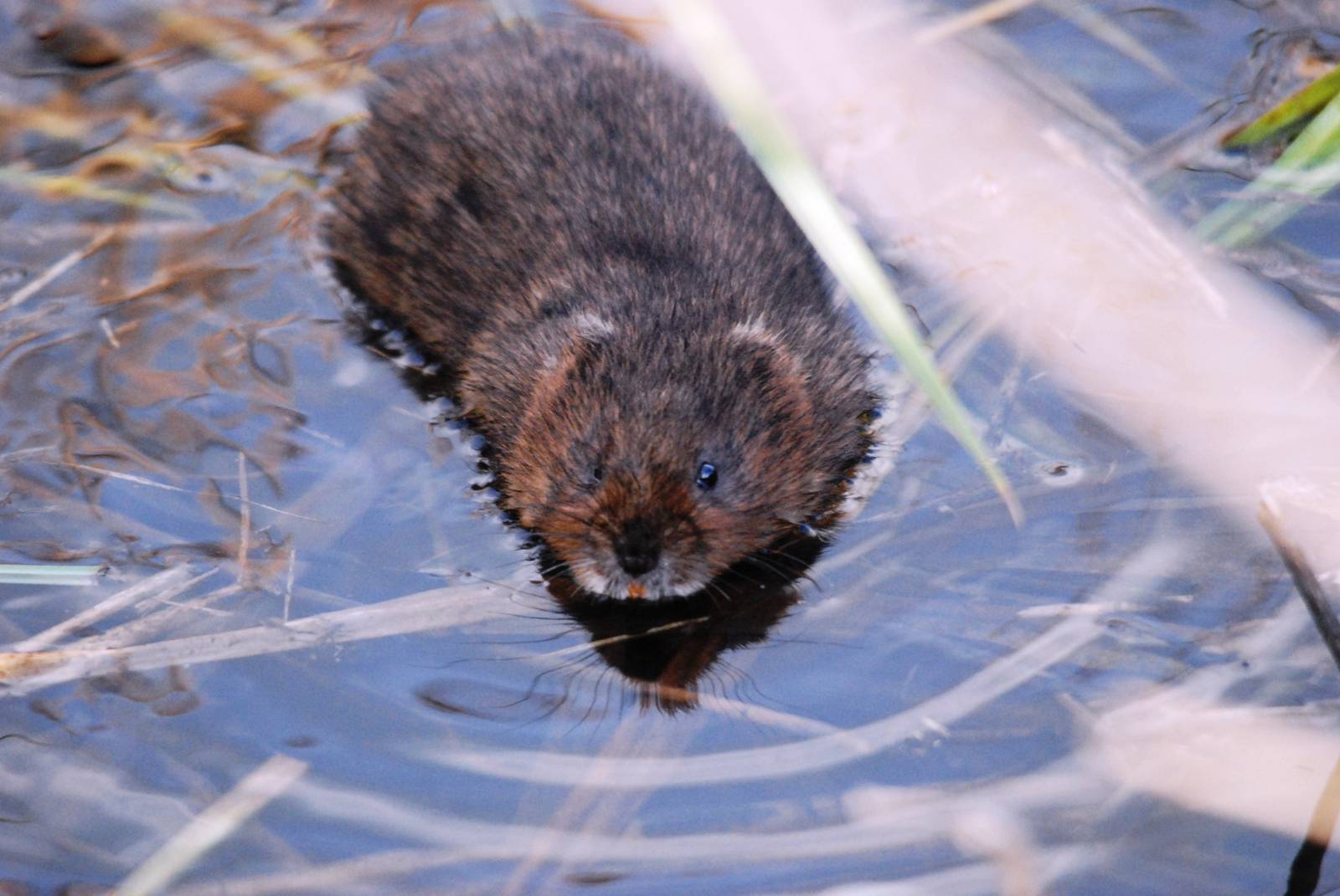 One-eyed Water Vole at Avenue Washlands NR, 27/04/15