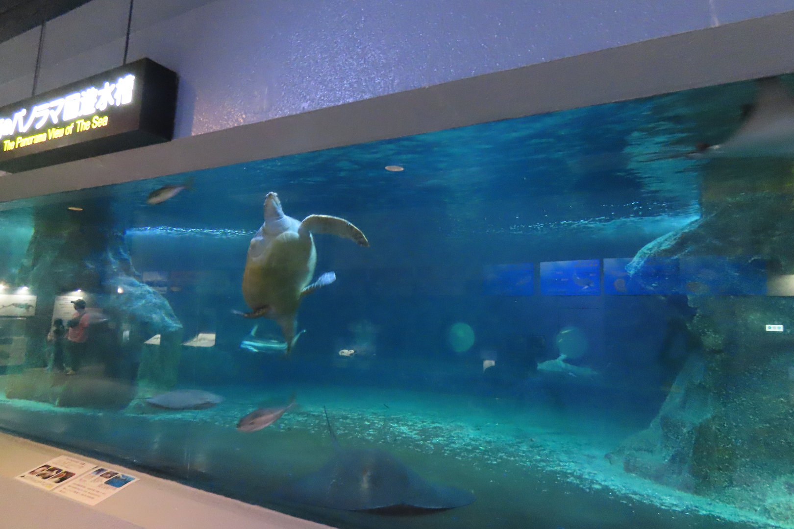 One flipper green sea turtle