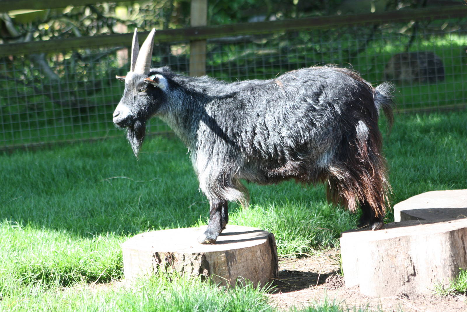 One Goat, two plinths! 25th May 2014.