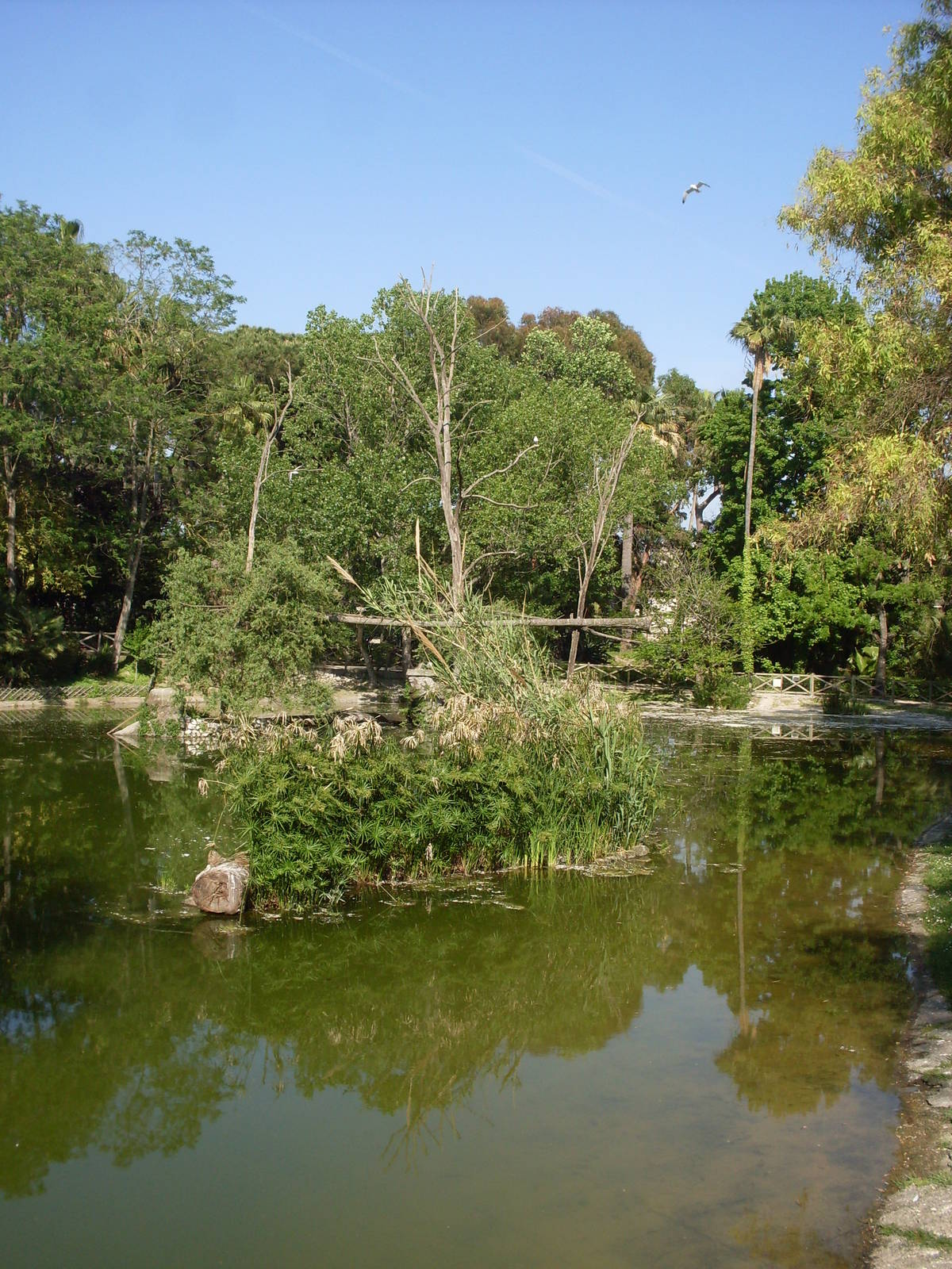 One half of waterfowl lake Zoo di Napoli 2012