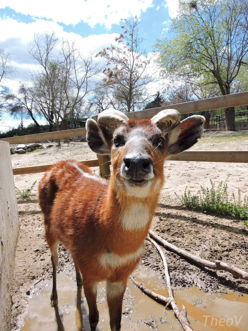 One happy sitatunga [2016]