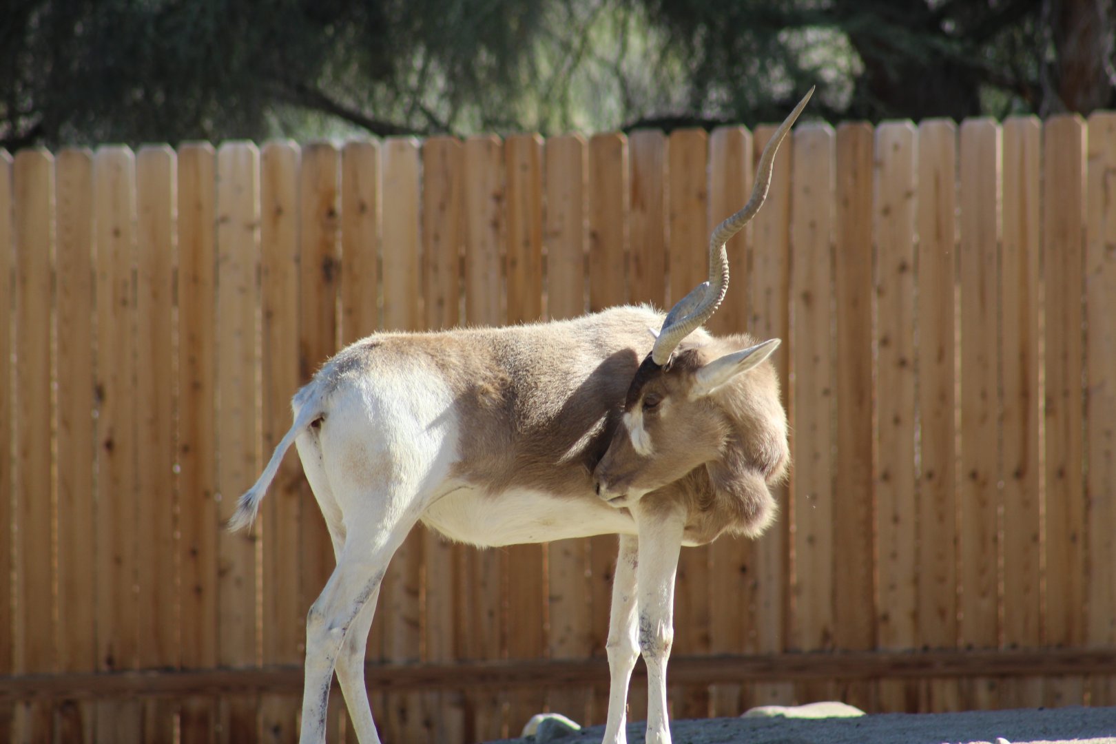 One-Horned Addax