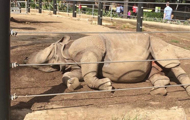 one horned rhino 2016