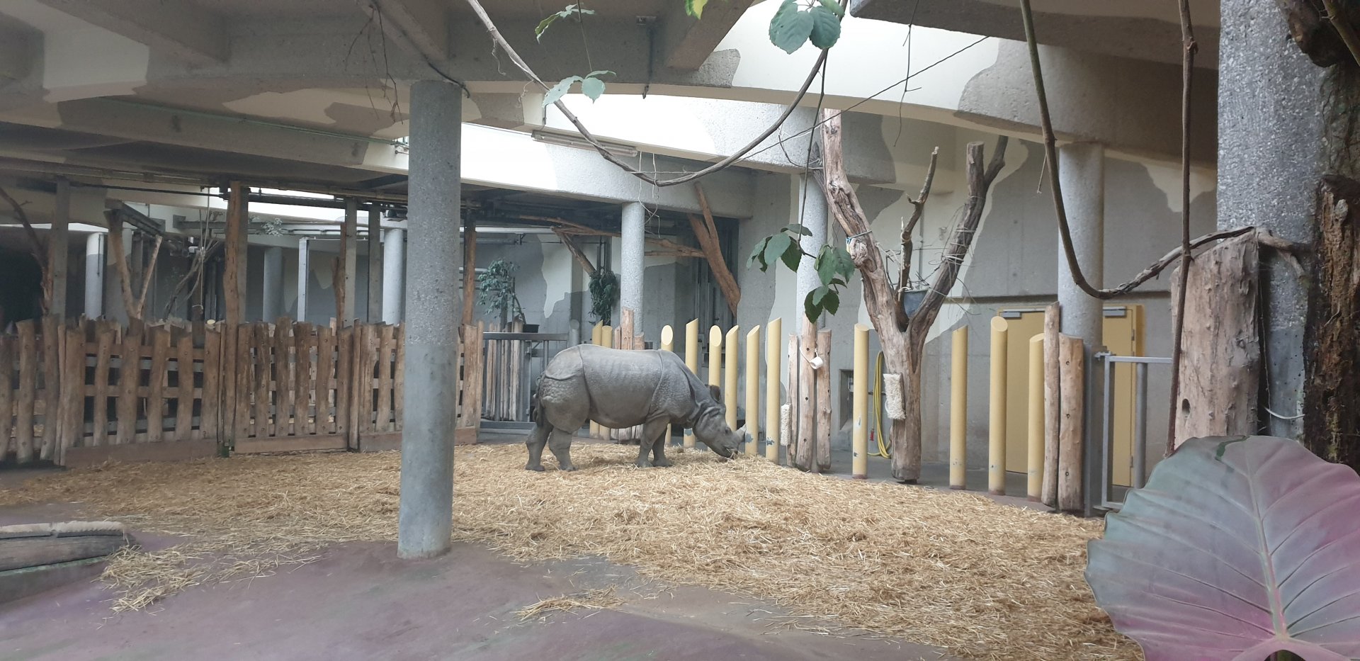 One-horned Rhino, Rhino Park indoor