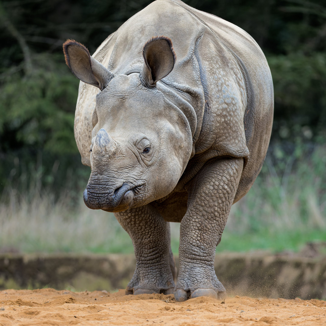 One-horned Rhino / Whipsnade / 29-9-22