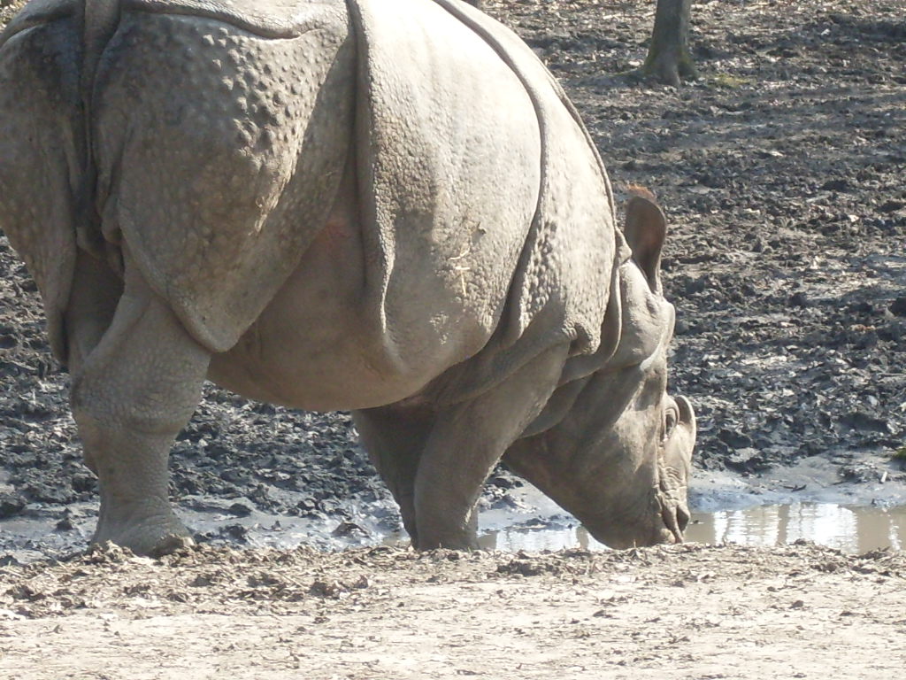 One-horned rhinoceros