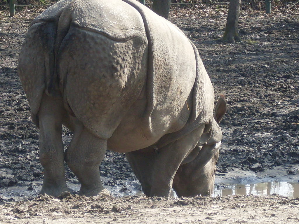 One-horned rhinoceros