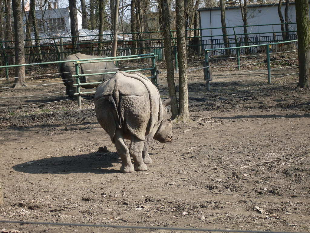 One-horned rhinoceros