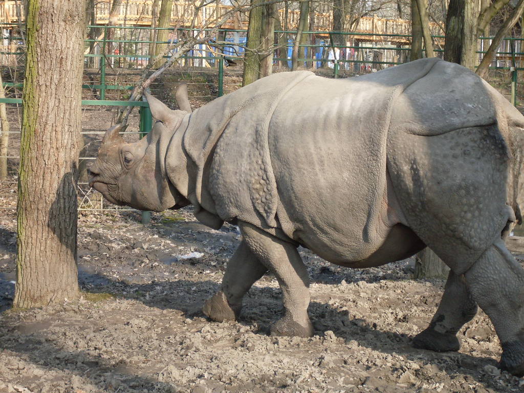 One-horned rhinoceros