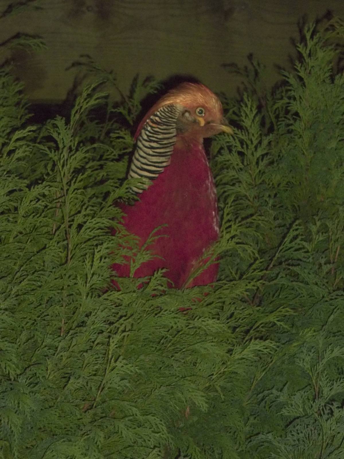 One in the bush, 16th November 2014