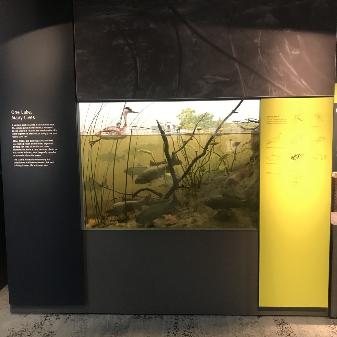 One Lake, Many Lives Display