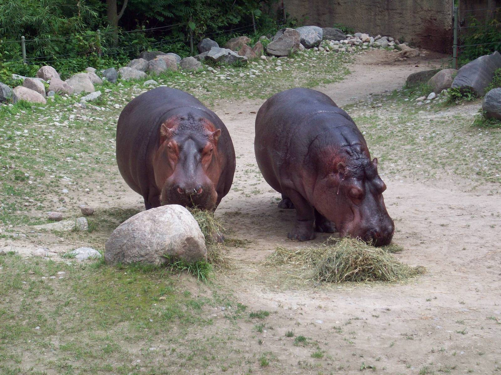 One last hippo photo