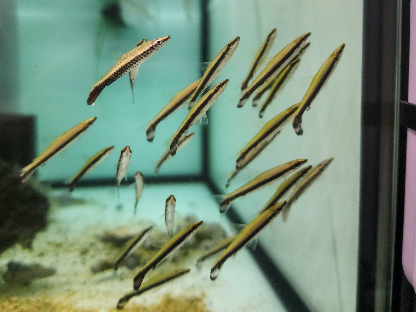 One-lined Pencilfish (Nannostomus unifasciatus)