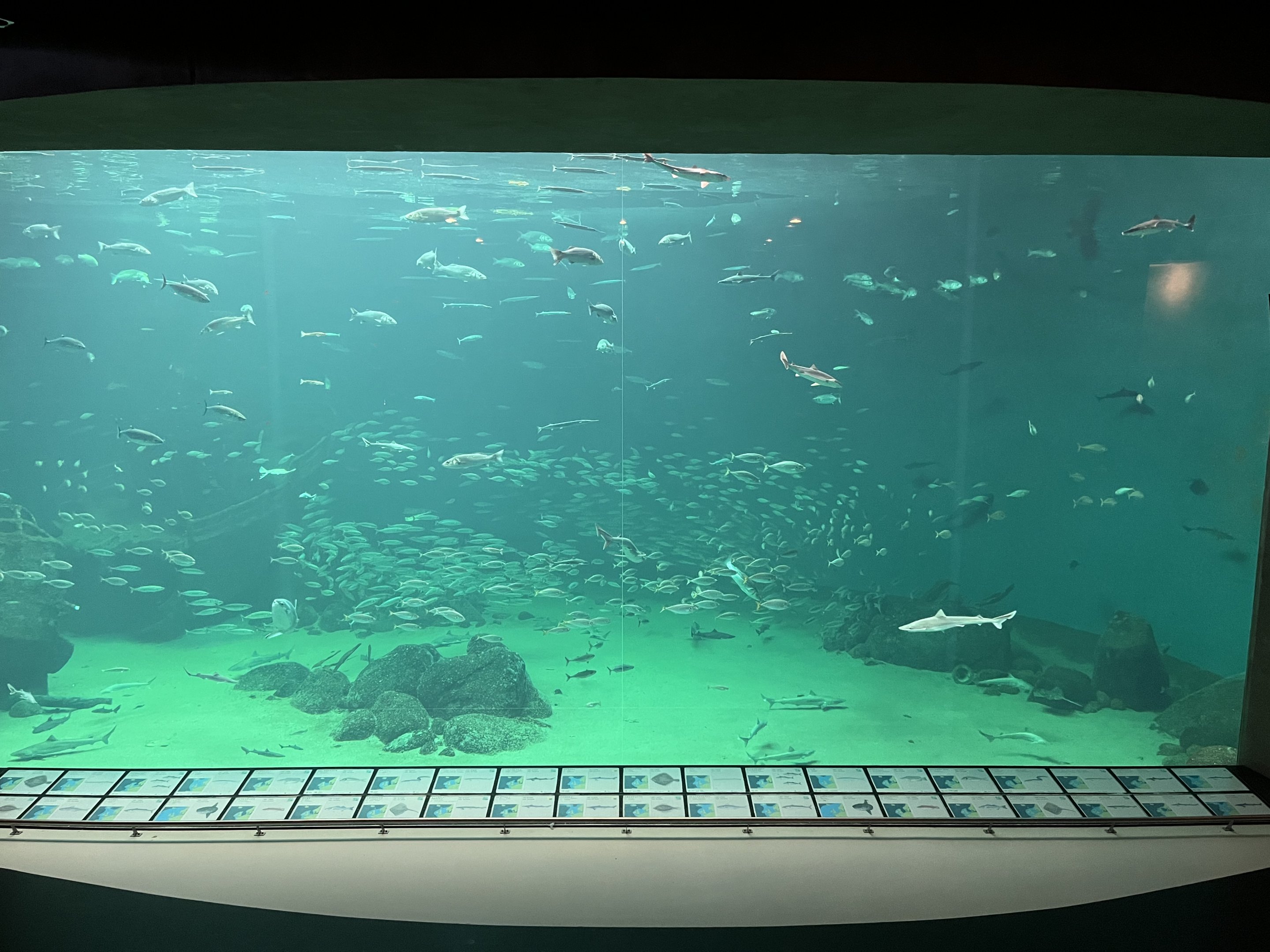 One Million Gallon Oceanarium