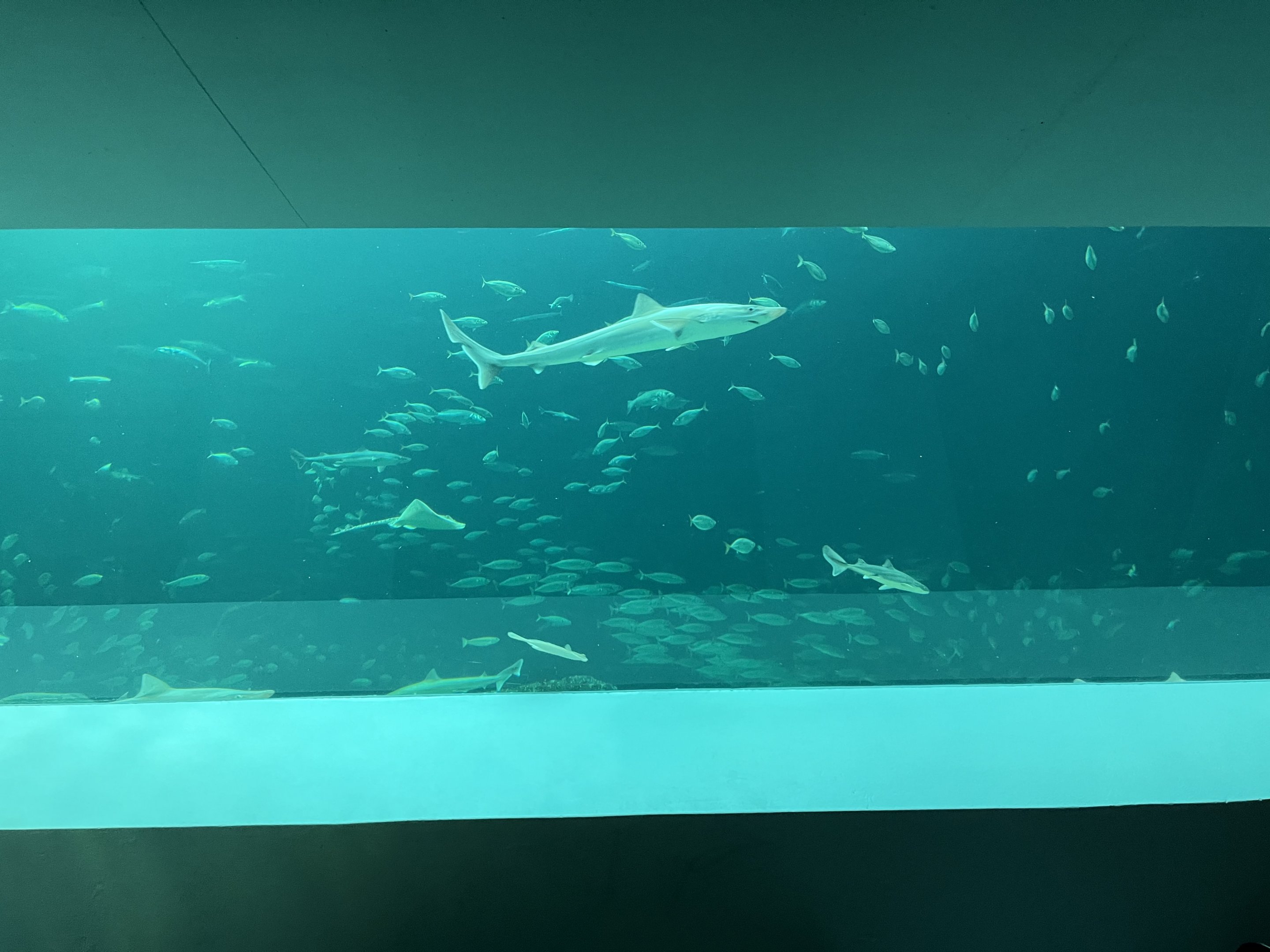 One Million Gallon Oceanarium