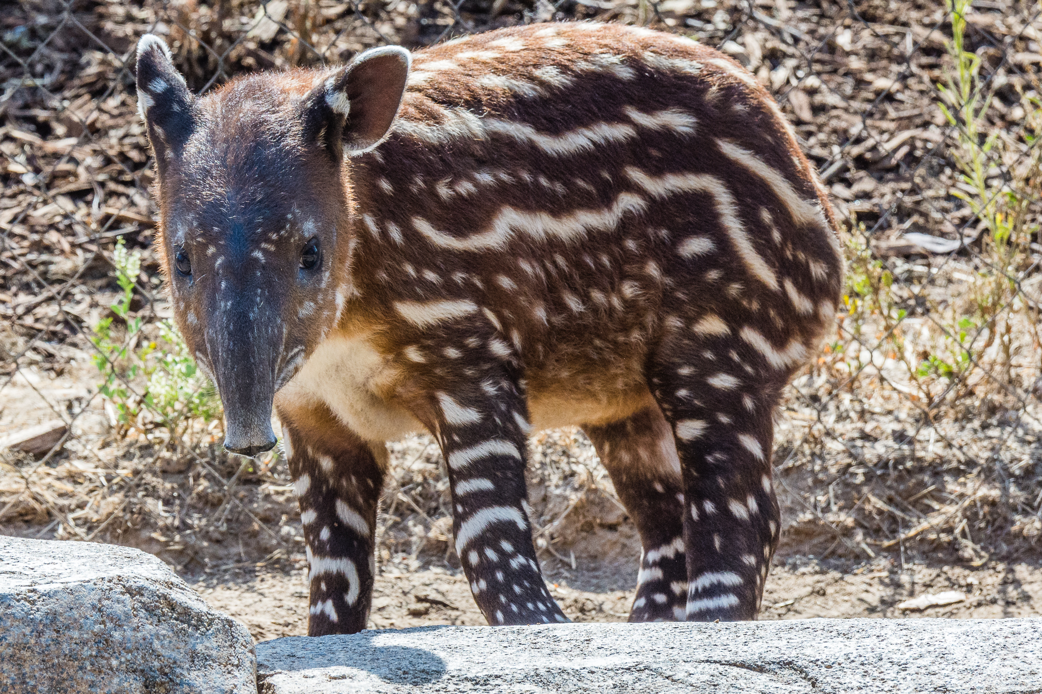One month old Baird's tapir