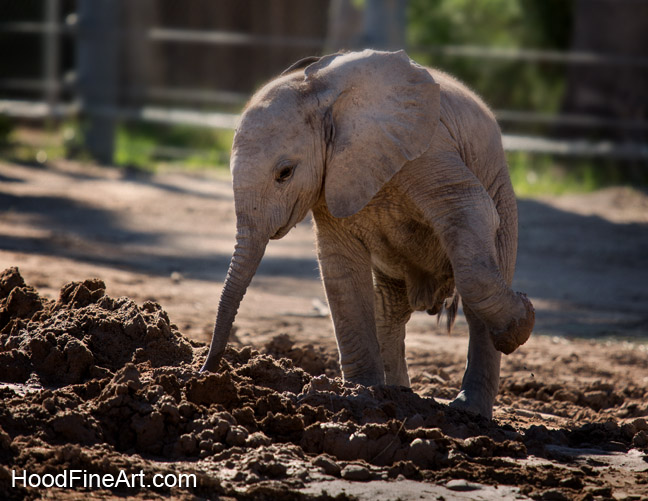 one month old elephant