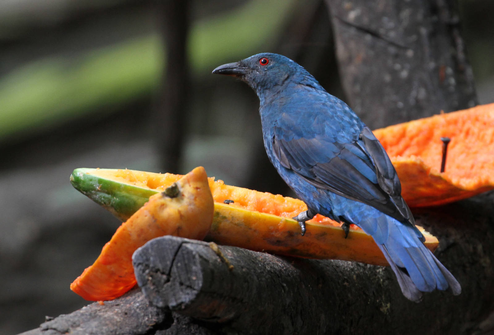 One More Bird ID Please