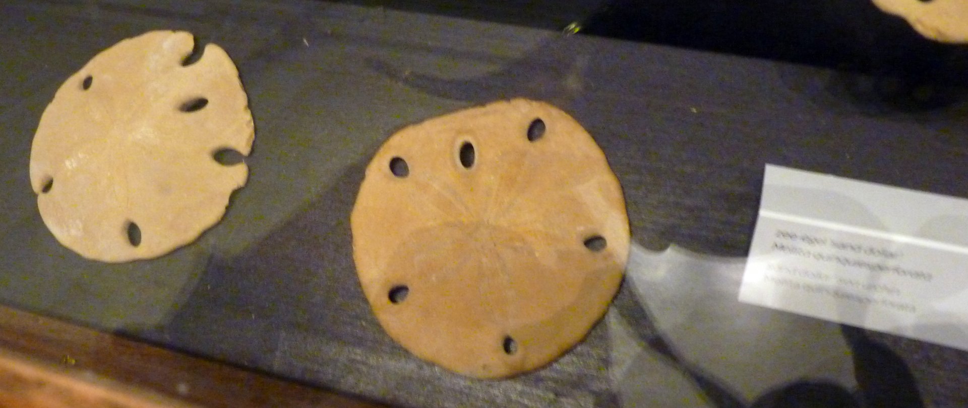 One more error at aquarium "museum"