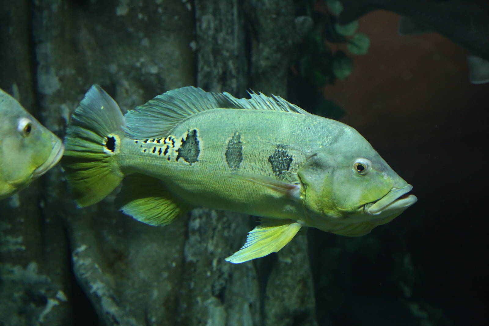 One More Fish ID Please?