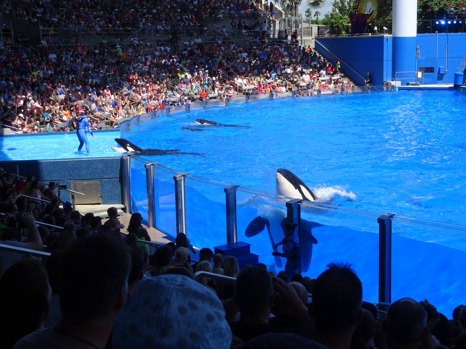 One Ocean at SeaWorld Orlando