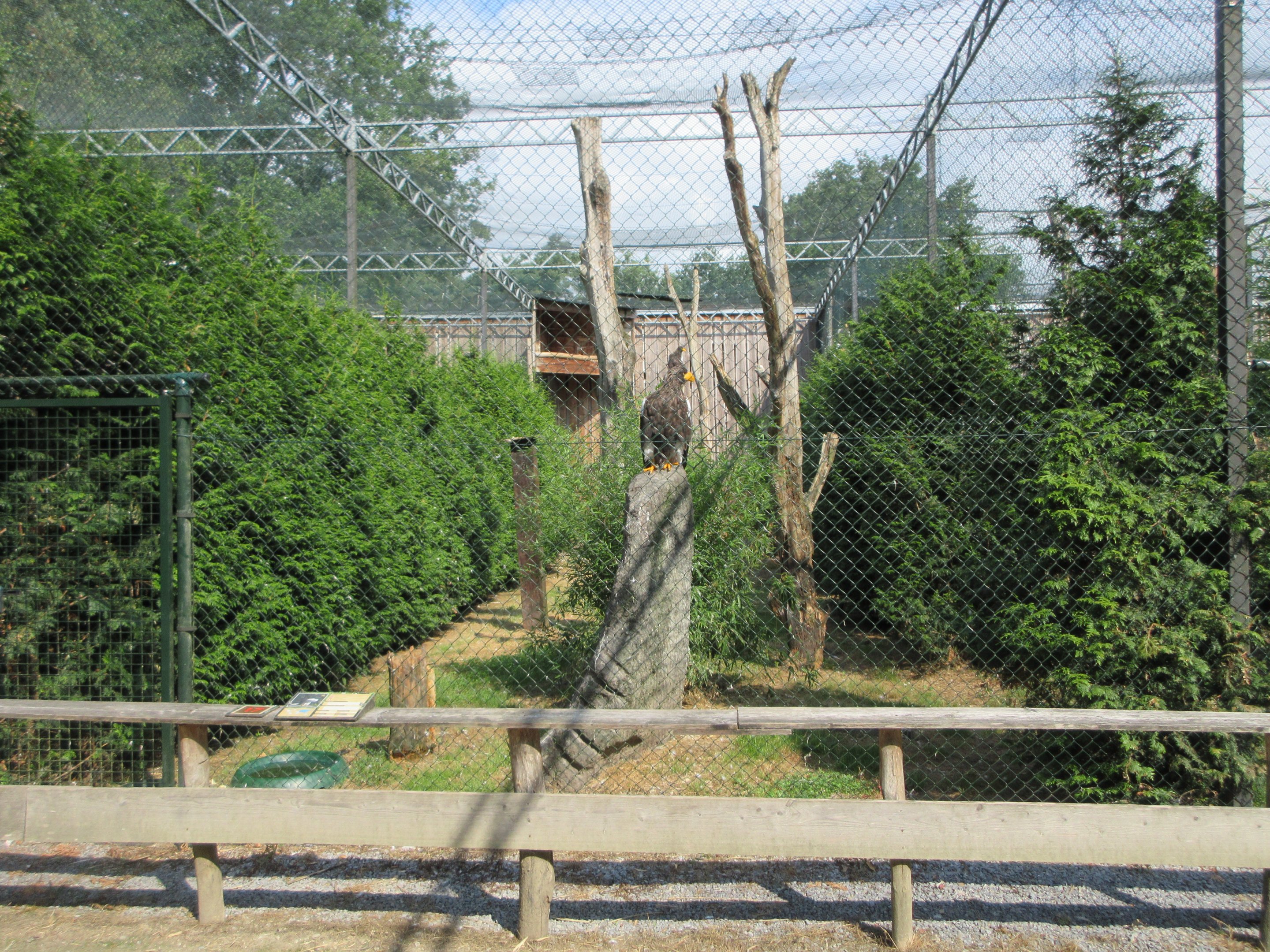 One of 12 Steller's Sea Eagle aviaries