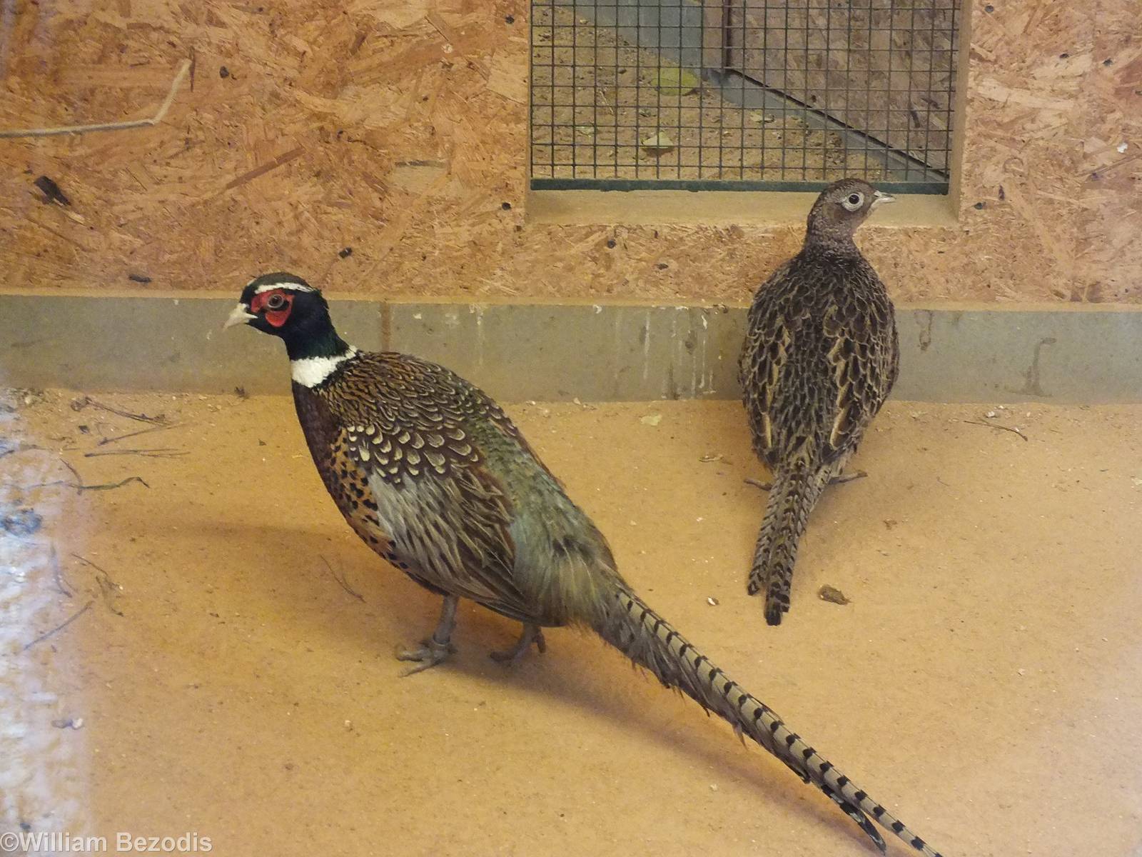 One of 12 (!) subspecies of Common Pheasant held at Plzen Zoo