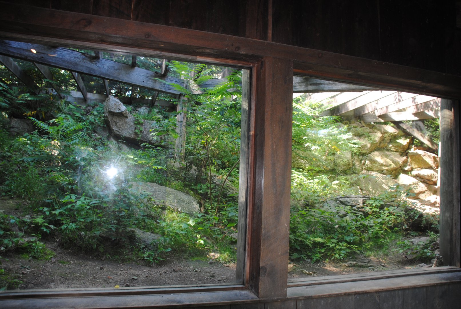 one of 2 adjacent Foxes' exhibits